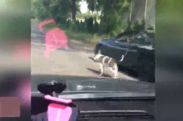Köpeğini arabayla gezdiren sürücü tepki çekti