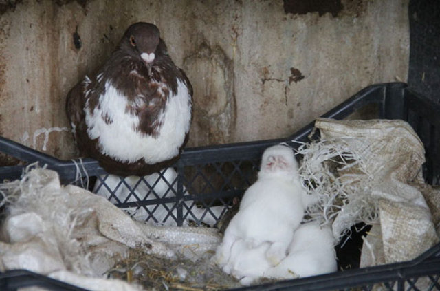 Edirne'de tavşan yavrularını güvercin sahiplendi