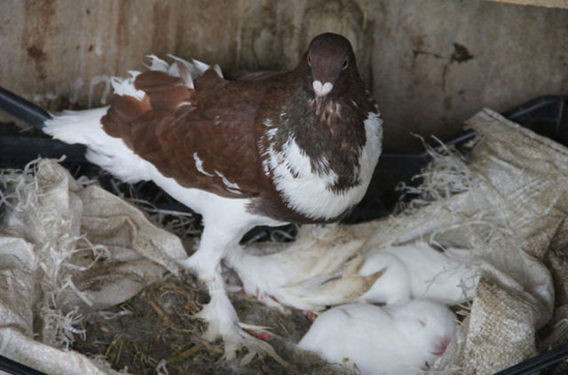Edirne'de tavşan yavrularını güvercin sahiplendi
