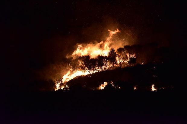 Bodrum'da makilik alanda yangın