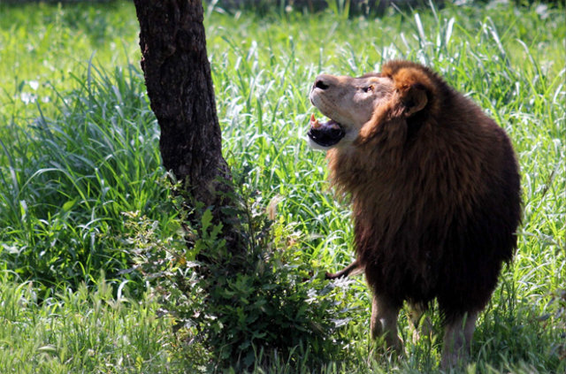Bursa Hayvanat Bahçesi'nde aslanlar açlık testini böyle geçti