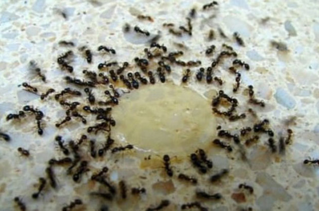 Evde karınca nasıl gider? İşte en etkili karınca ilacı