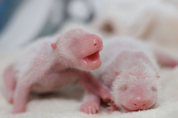 2016 yılının ilk ikiz pandaları dünyaya geldi
