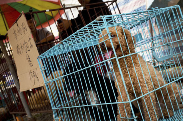 Çin'de vahşetin simgesi haline gelen geleneksel köpek eti festivali