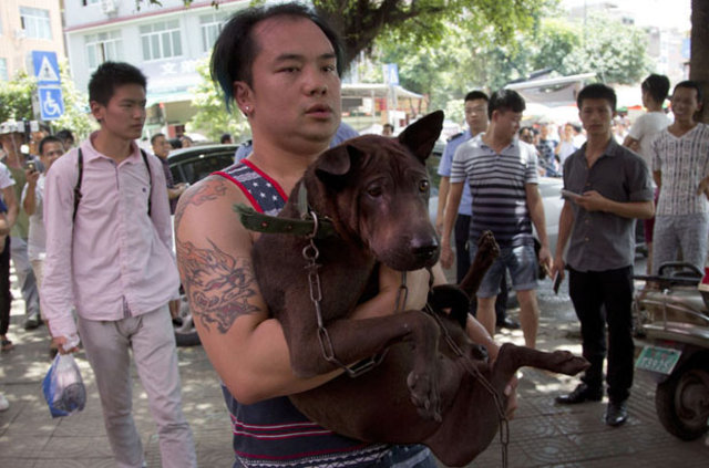 Çin'de vahşetin simgesi haline gelen geleneksel köpek eti festivali