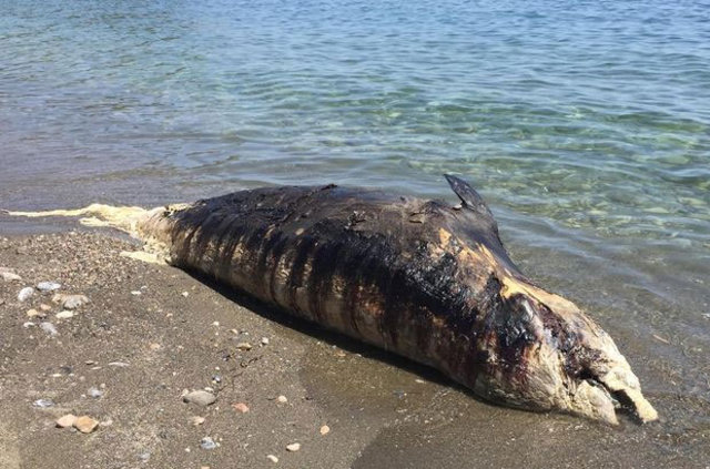 Antalya'da ölü gagalı balina kıyıya vurdu