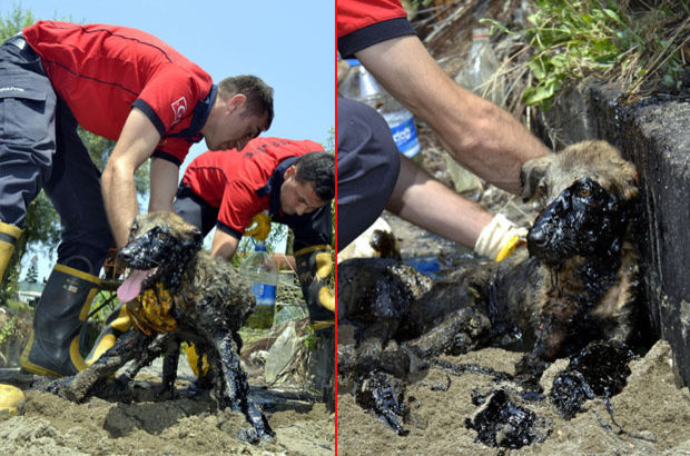 Zonguldak'ta bir köpek yavrusu zifte yapıştı