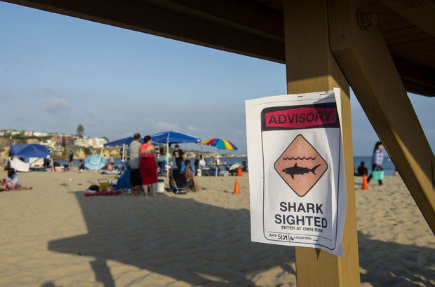 ABD'de 11 yaşındaki çocuk köpek balığı saldırısına uğradı