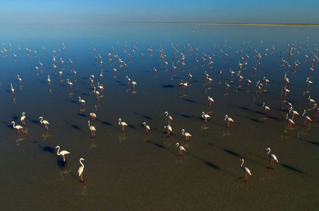Tuz Gölü'nde "flamingo kreşi"