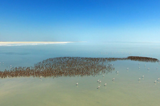 Tuz Gölü'nde "flamingo kreşi"