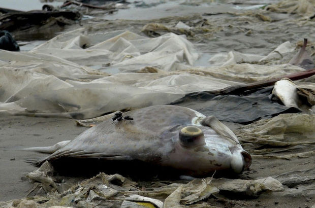 Vietnam'da toplu balık ölümleri