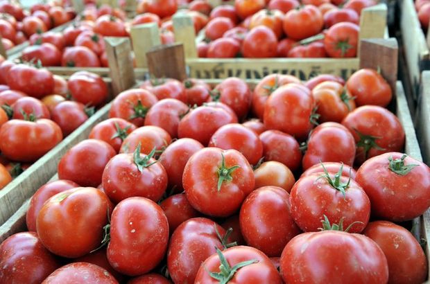Tokat'ta domatesin yüzde 70'i Rusya'ya ihraç edildi