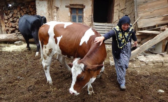 Kütahya'nın Akoluk köyünde yaşayan yaşlı çift yıldırım isabet eden ve telef olan ineklerine sarılıp gözyaşı döktüler