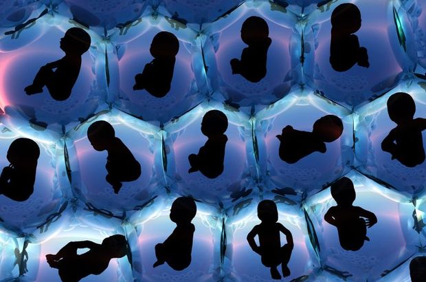 Bor embriyo gelişimini artırıyor!