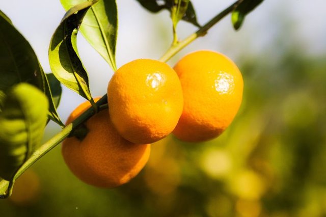 Sağlık deposu; sarı ve turuncu besinler