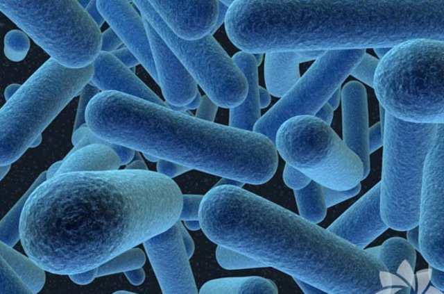 Vücudumuzdaki yeni organ Mikrobiyom