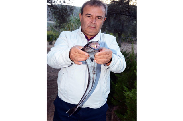 Bodrum'da vantuz balığı yakalandı