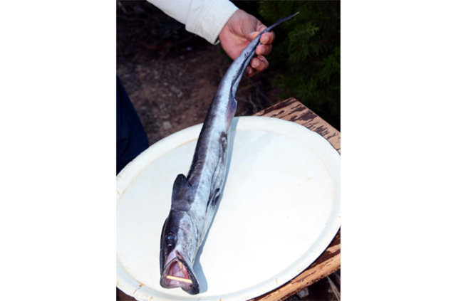 Bodrum'da vantuz balığı yakalandı