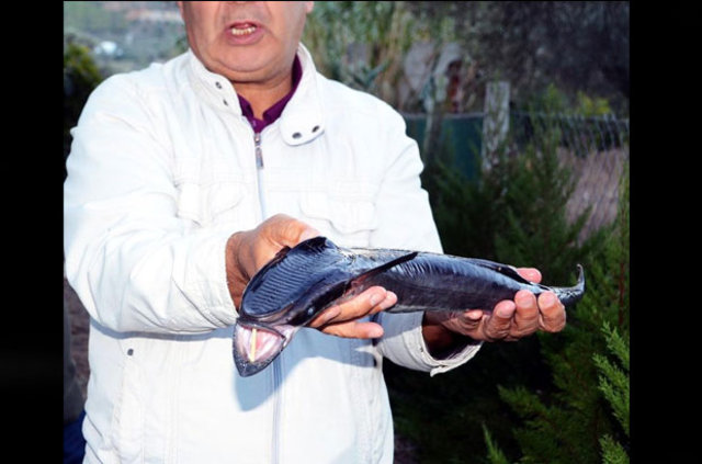Bodrum'da vantuz balığı şaşkınlığı