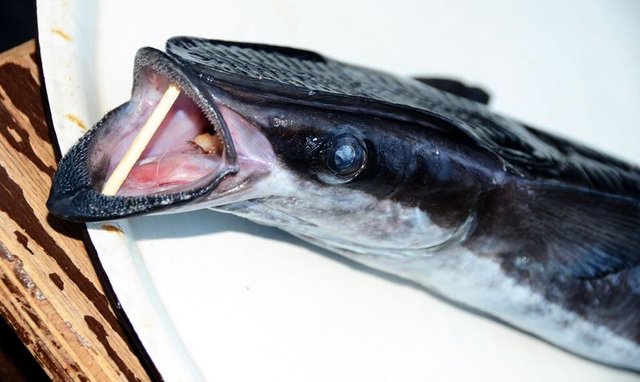 Bodrum'da vantuz balığı şaşkınlığı