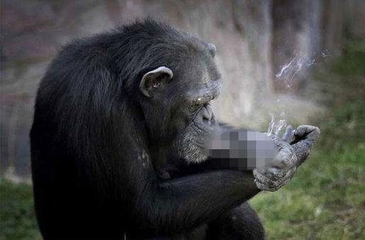 Hayvanat bahçesindeki şempanze Azalea günde bir paket sigara içiyor 