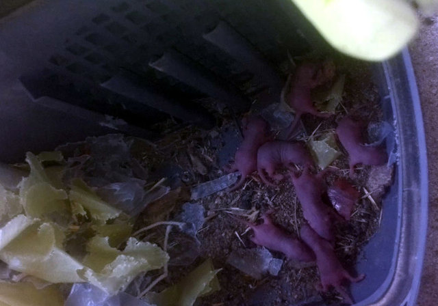 Elektrikli süpürgeden 7 yavru fare çıktı