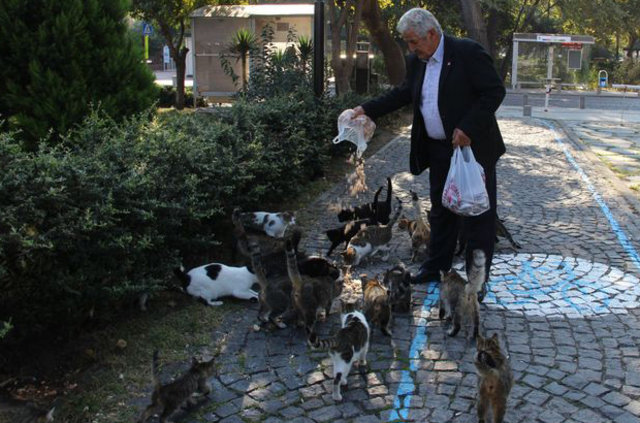 Çanakkale'de bir kişi her sabah 3 bölük kediye içtima alıp besliyor