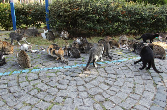 Çanakkale'de bir kişi her sabah 3 bölük kediye içtima alıp besliyor