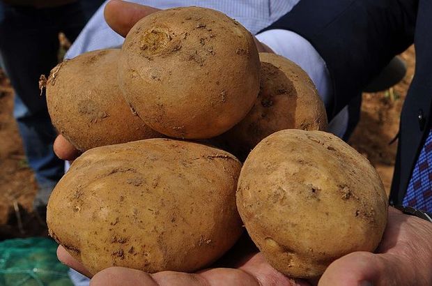Milli patatesler dışa bağımlılığı bitirecek