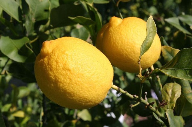 Zeytinyağı ve limonun faydaları