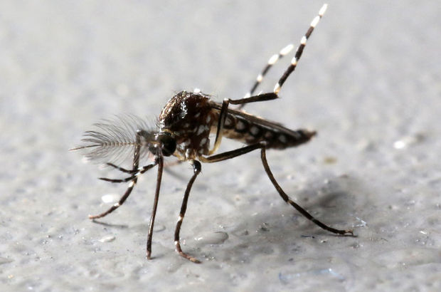 Sivrisinekle bulaşan 'zika'ya karşı sivrisinek ordusu