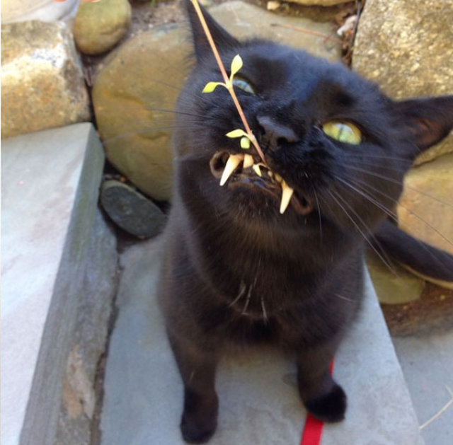 Kedi sandı, dünyanın en tatlı vampiri çıktı!