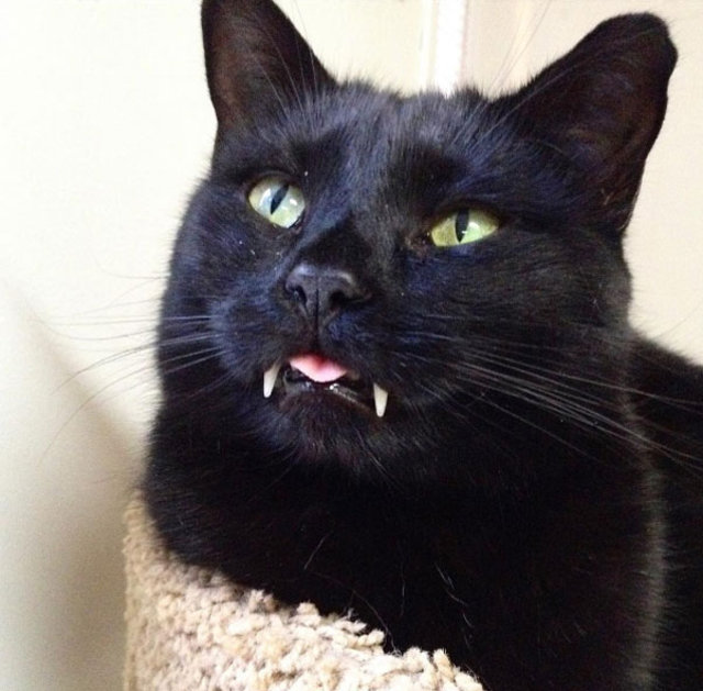 Kedi sandı, dünyanın en tatlı vampiri çıktı!