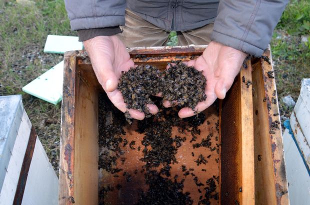 Sakarya'da 60 bin arının zehirlendiği iddia ediliyor