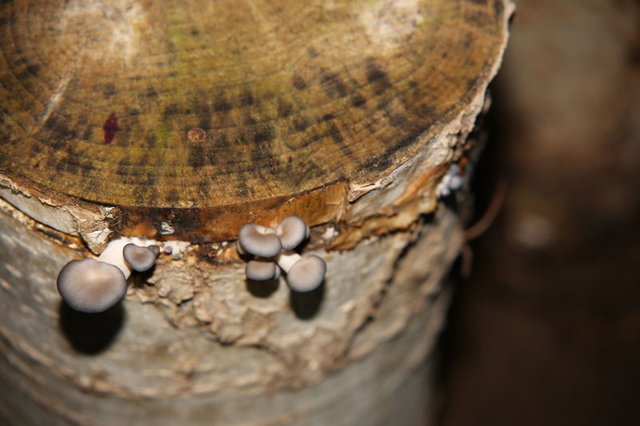 Kesilen kavaklar istiridye mantarı yetiştiriciliğinde kullanılıyor