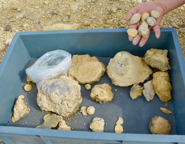 Kırşehir'de milyon yıllık deniz fosilleri bulundu