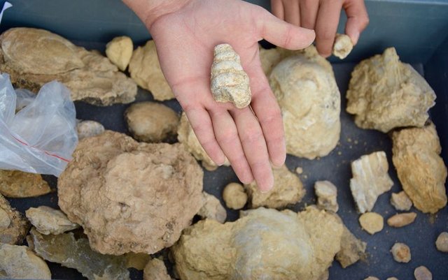 Kırşehir'de milyon yıllık deniz fosilleri bulundu