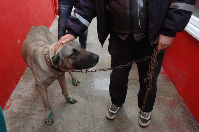Tekirdağ'da bir aracın arkasında sürüklenen köpek barınağa teslim edildi
