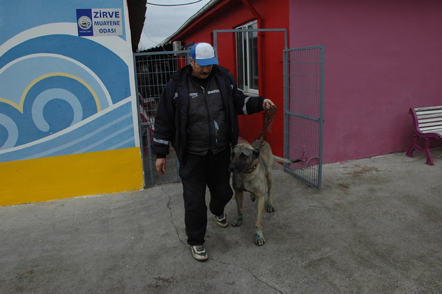 Tekirdağ'da bir aracın arkasında sürüklenen köpek barınağa teslim edildi