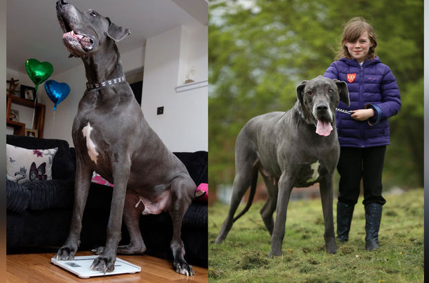 Henüz 5 yaşında 95 kilo, işte ülkenin en büyük köpeği