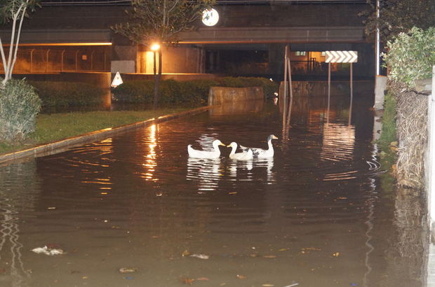 İzmir'i sel bastı, ördekler sokaklarda yüzdü