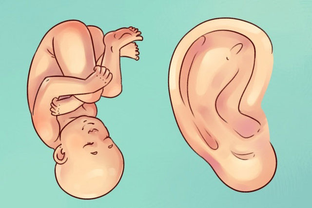 Kulaktaki hangi bölge ne işe yarıyor?