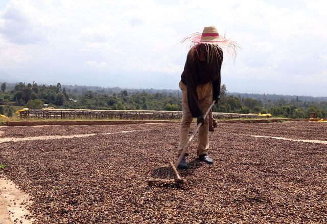 Etiyopya'da kahve işçileri günde 1 dolara çalışıyor