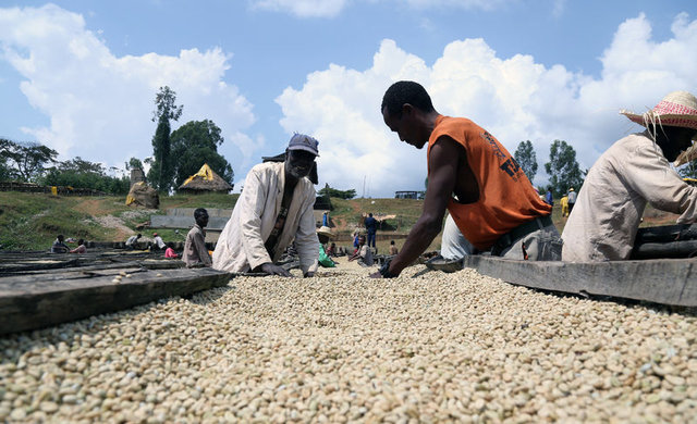Etiyopya'da kahve işçileri günde 1 dolara çalışıyor