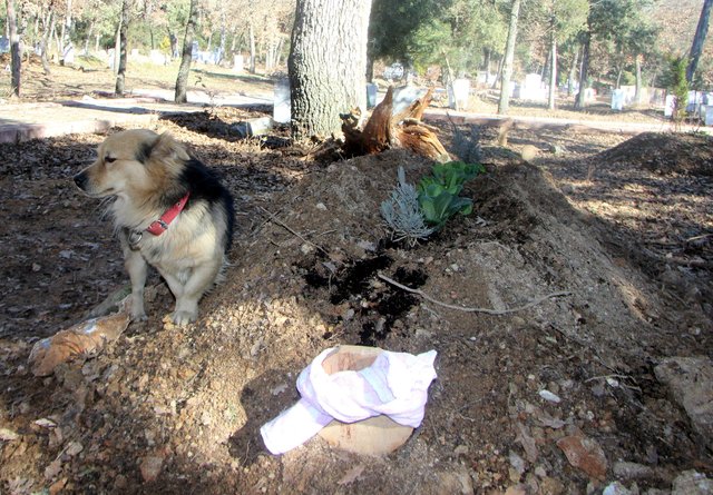 Bursa'da vefakar köpek, ölen sahibinin mezarından ayrılmıyor