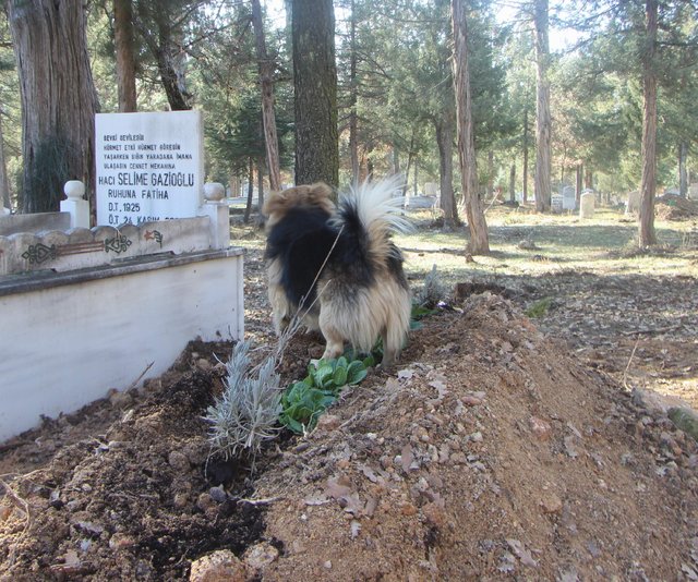 Bursa'da vefakar köpek, ölen sahibinin mezarından ayrılmıyor