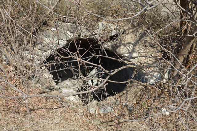 Tokat'ta mahalleliyi ayı korkusu sardı