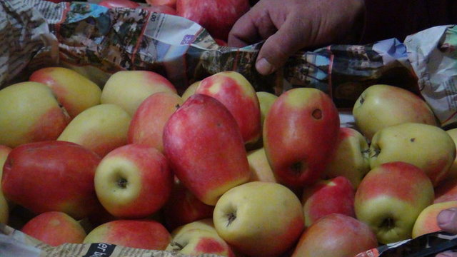 Kararmayan GDO'lu elmalar geliyor!