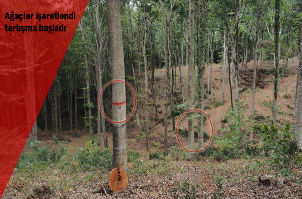 Belgrad Ormanı'nda ağaçlar kesilecek iddiası