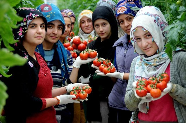 Van'da eksi 40 derecede organik domates üretiliyor
